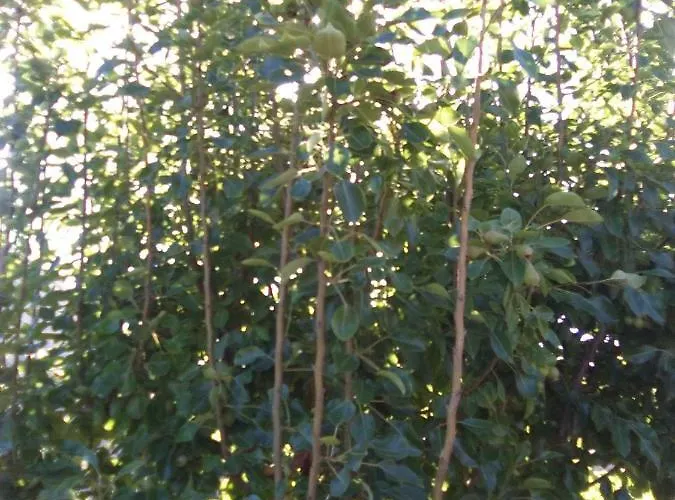 Casa De Abuelos Semesterbostad